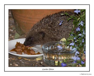 GardenVisitor