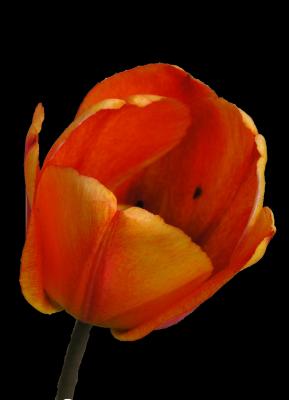 tulipsm.jpg