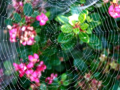 040820 Spider Web