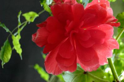 040825 Begonia