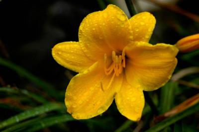 040824 Lily