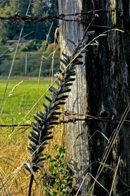 040826 Old Fence Post