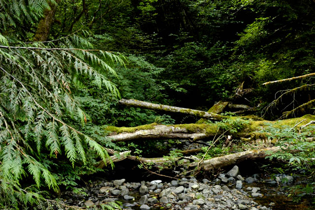 040821Drift Creek