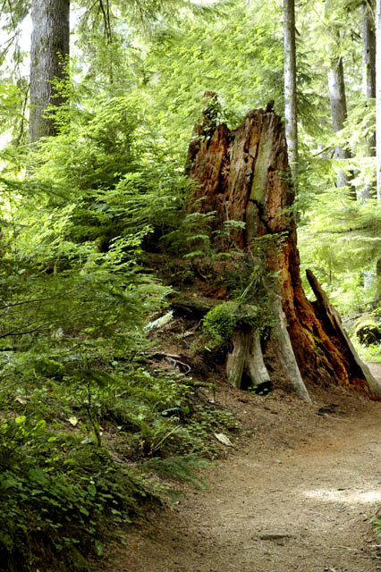 040821 Stump Along Trail