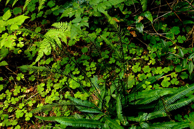 040821 Fern