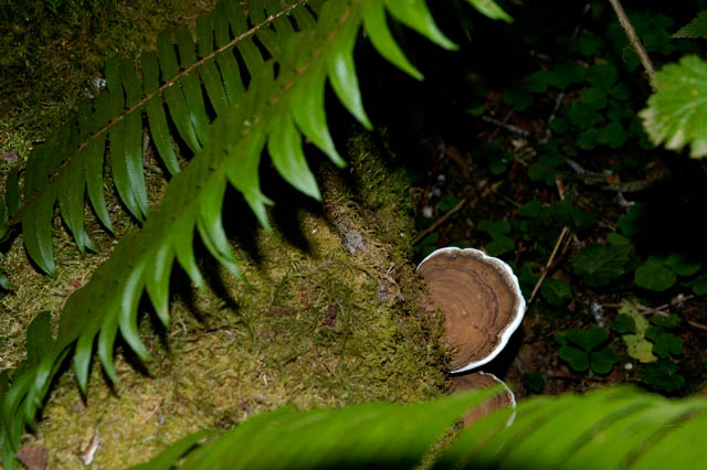 040821 Fungus