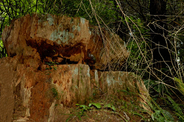 040821Twice Cut Tree