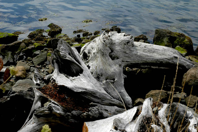 040822 Driftwood