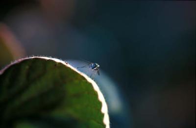 Image440.jpg