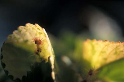 Image442.jpg