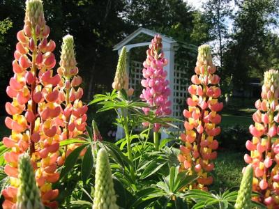 u18/kda/medium/13779274.Lupin4.jpg