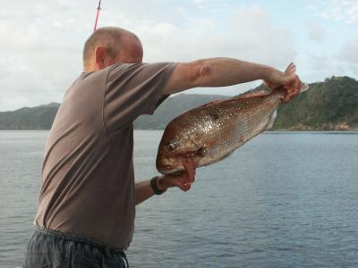 7lb+ Snapper