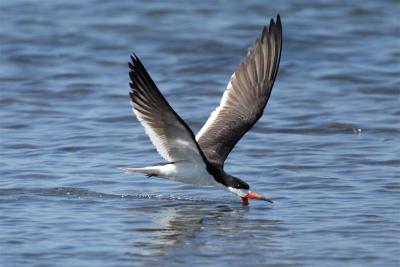 Black Skimmer