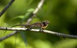 Chameleon-on-branch-050705-.jpg