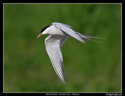 Common Tern, Varberg