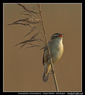 u18/kingfisher/medium/43114084.savsangare4.jpg