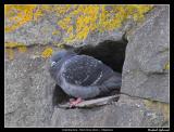 Rock Dove, Varberg