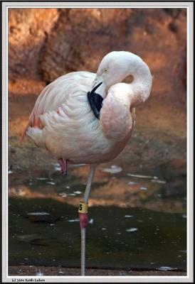 Zoo Atlanta