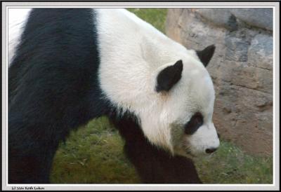 Panda - CRW_0574 copy.jpg