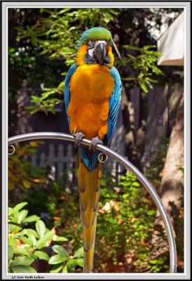 Parrot - CRW_0581 copy.jpg