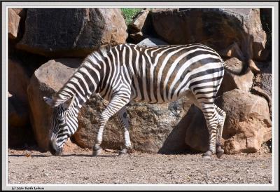 Zebra - CRW_0525 copy.jpg