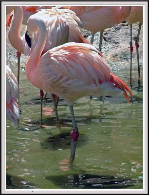 Flamingo Side Fixed - DSCF0070 copy.jpg