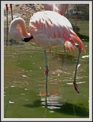 Flamingo one leg Fixed - DSCF0072 copy.jpg