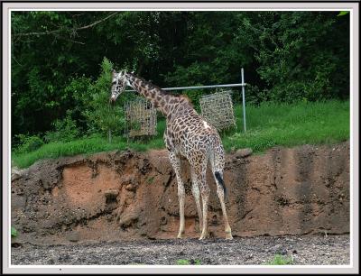 Giraffe - DSCF0083 copy.jpg