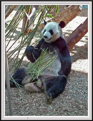 Panda Eating - DSCF0101 copy.jpg