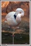 Flamingo One leg - CRW_0521 copy.jpg