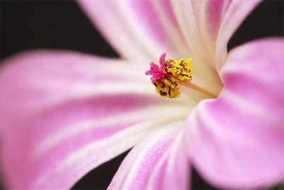 Sheltered Jewel by Charles Gervais