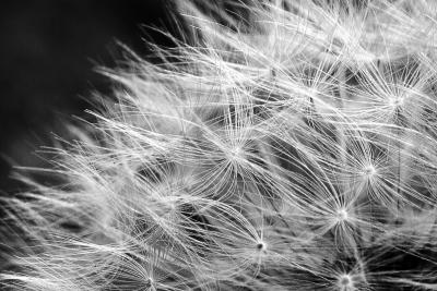 Potentials by Charles Gervais