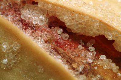 Snack by Charles Gervais
