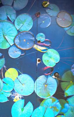 Not quite a lily pond by Dave Millier