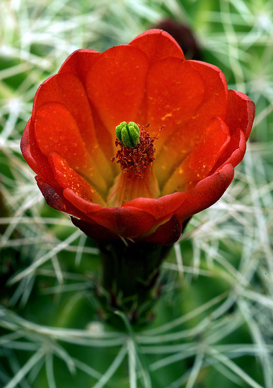 Barrel Catus Bloom by Albert Yanowich Jr.