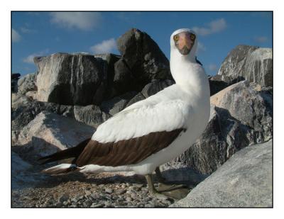 Nazca Booby (Espanola)