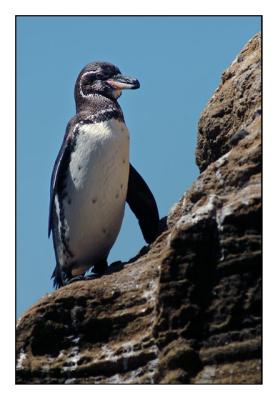 Galapagos Penguin (Isabela cliffs)