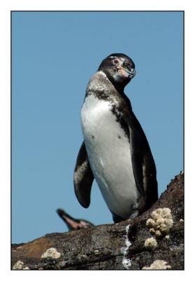 Galapagos Penguin (Isabela cliffs)