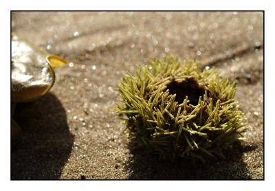 Sea Urchin (Floreana)
