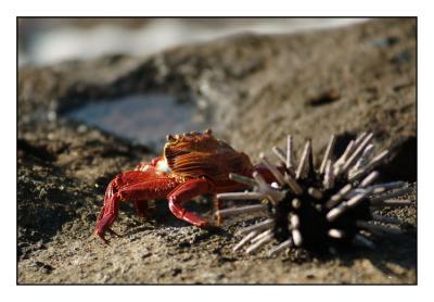 Sally Lightfoot Crab (Floreana)