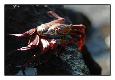 Sally Lightfoot Crab (Floreana)