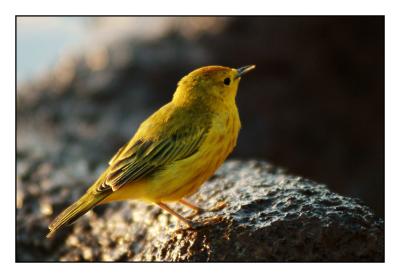 Yellow Warbler (Floreana)