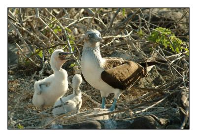 Blue-Footed Booby (Espanola)