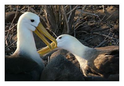  Waved Albatross (Espanola)