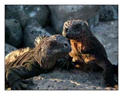 Marine Iguanas (North Seymour)