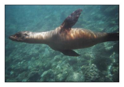 Galapagos Sea Lion (Kodak single use)