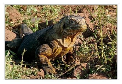 land Iguana (North Seymour)