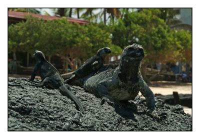 town iguanas