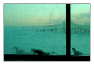 window iguanas