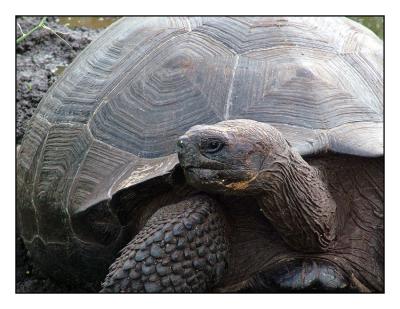 Giant Tortoise (Santa Cruz)